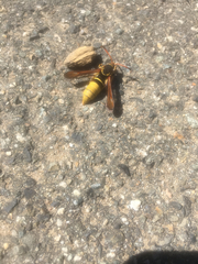 Paranthrene robiniae