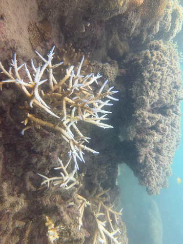 Acropora muricata observed 2026-05-01