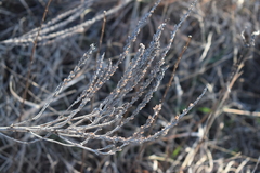 Verbena stricta