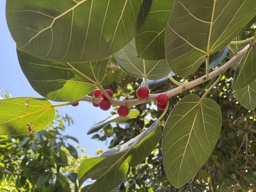 Ficus boninsimae iNat (3)