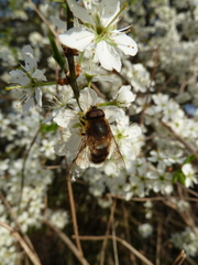Eristalis pertinax
