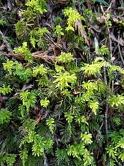 Leucolepis