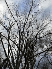 Cnidoscolus megacanthus