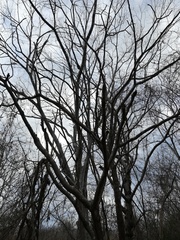 Cnidoscolus megacanthus