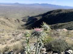 Cirsium neomexicanum