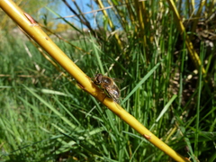 Eristalis pertinax