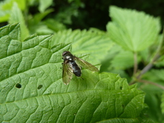 Cheilosia variabilis