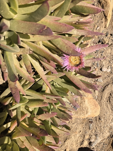 Carpobrotus mellei, photograph 3