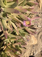 author not stated, no rights reserved Carpobrotus mellei, photograph author not stated, no rights reserved