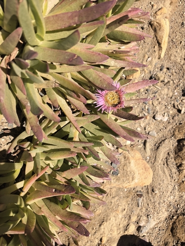 Carpobrotus mellei, photograph 4