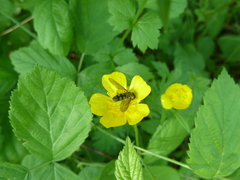 Portevinia maculata