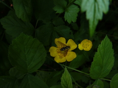 Portevinia maculata