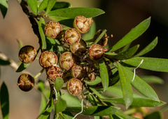 Leptospermum turbinatum