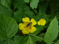 Portevinia maculata
