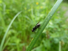 Lejogaster metallina