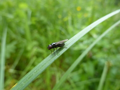 Lejogaster metallina