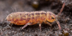 Isotomurus palustris