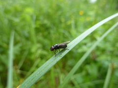 Lejogaster metallina