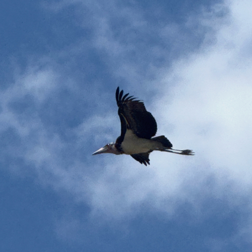 Marabou Stork