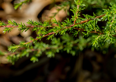 Leptospermum turbinatum