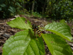 Sericomyia silentis