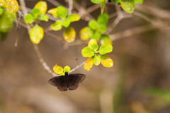 Ephyriades brunnea