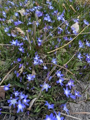 Scilla luciliae