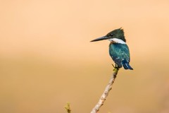 Chloroceryle amazona