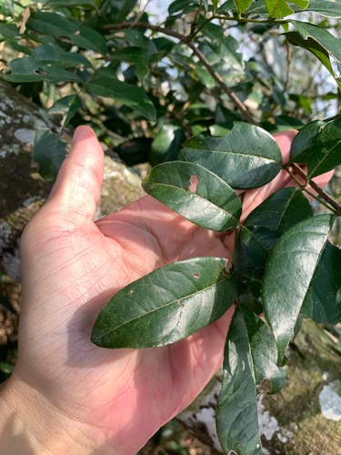 Derris laxiflora, photograph 3