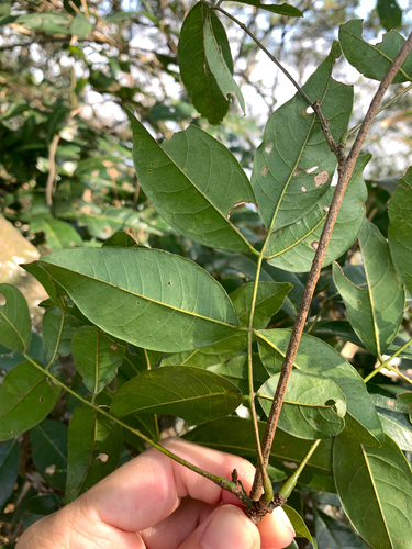 Derris laxiflora, photograph 2