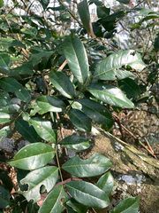 Derris laxiflora