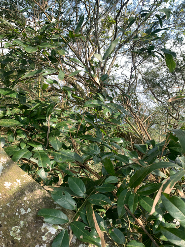 Derris laxiflora, photograph 4
