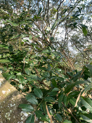 (c) 呂一起(Lyu yi-chi), some rights reserved (CC BY) Derris laxiflora, photograph (c) 呂一起(Lyu yi-chi), some rights reserved (CC BY)