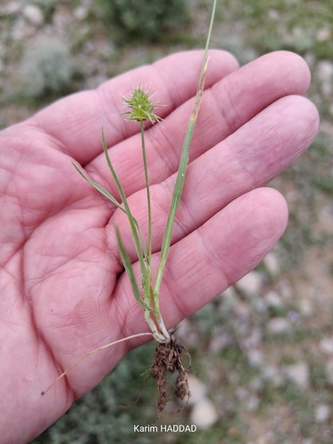 Echinaria capitata, photograph 4