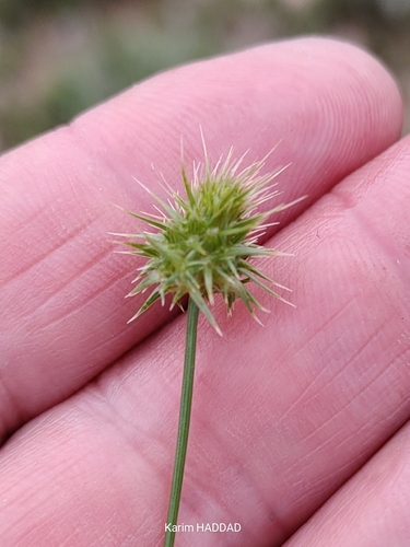 Echinaria capitata, photograph 5