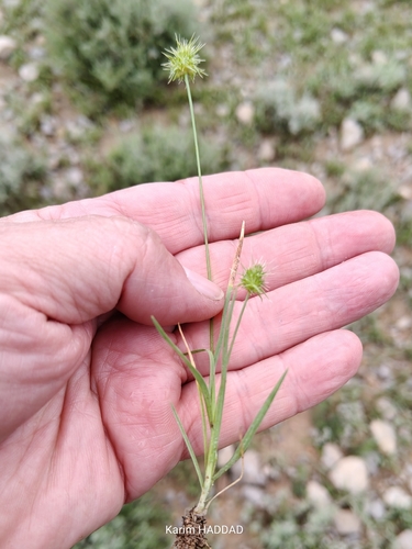 Echinaria capitata, photograph 6