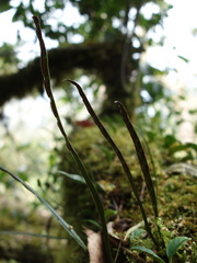 Loxogramme remotefrondigera
