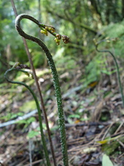 Diplazium kawakamii