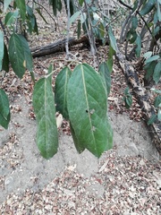 Nectandra