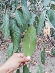 Nectandra