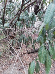 Nectandra