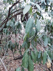 Nectandra