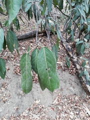 Nectandra