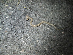 Pituophis catenifer deserticola