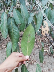 Nectandra