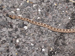 Pituophis catenifer deserticola