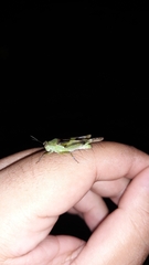 Paulinia acuminata