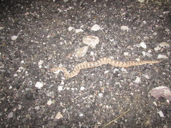 Crotalus cerastes cerastes