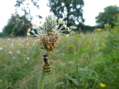 Entomophthora syrphi