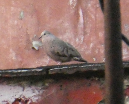 Common Ground Dove
